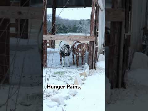 What we see when we feed the goats. #farms #farmchannel #ranch #goatshow #barnyard #barn #barnlife