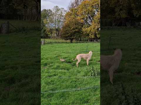 #ferreting #hunting #rabbiting #lurcher #fieldsports #workingdog #huntingdog