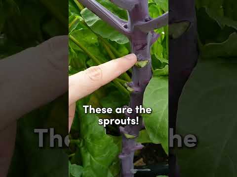 How to prune Brussels sprouts to get sprouts sooner (or even just on time!)#brusselssprouts #garden