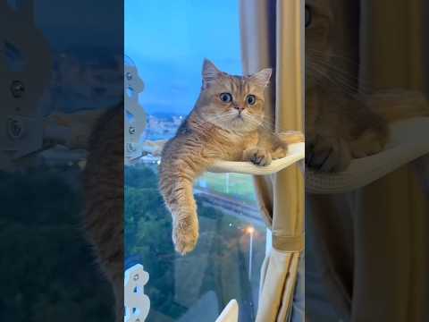 Cuteness and Funny Cats #cat #funnypets #funny #fuunypets #cute #funny