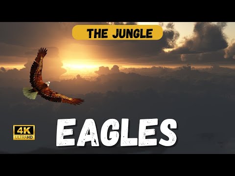 The Majestic History of the Eagle