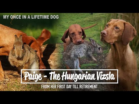 Paige The Hungarian Vizsla - From her first day to retirement!