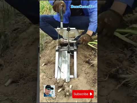 Satisfying Garlic Harvest Cutting Tools #farming #satisfying #agriculture #shorts