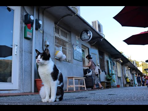 A Rainy Day at Houtong Cat Village (猴硐貓村)