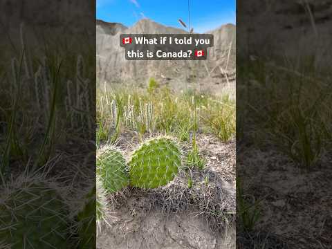 Yes, this is Dinosaur Provincial Park, a UNESCO World Heritage Site #albertacanada #travel #canada