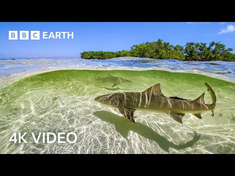 Stunning 4K Underwater Nature Footage | BBC Earth