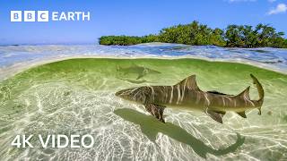 Stunning 4K Underwater Nature Footage | BBC Earth