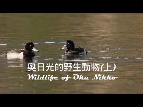 Autumn Adventures: Wildlife of Oku-Nikko (Part 1) Featuring Sika Deer, Tufted Duck, and More