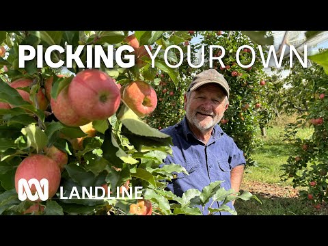 Pick-your-own farms are becoming increasingly popular with growers and customers 🍎👨‍🌾🍓| ABC Landline