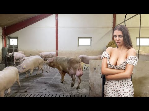 Epic Pig Moments Caught on Camera