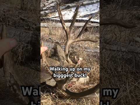 MY BIGGEST MULE DEER 🦌 #muledeer #deerhunting