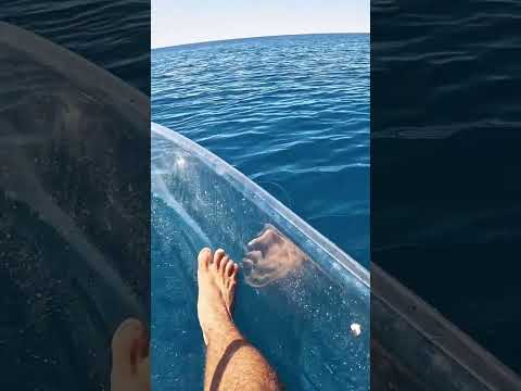 Swimming with Sharks: Epic Ocean Encounters!