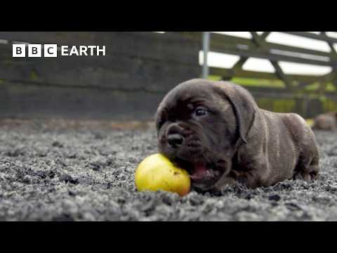 Baby Bull Mastiffs Begin To Explore | Wonderful World of Puppies | BBC Earth