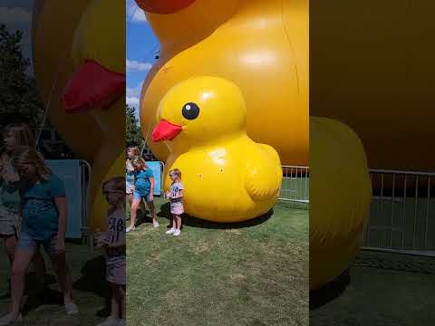 Is THIS the Biggest Rubber Duck in History? #shorts #duck #rubberducky