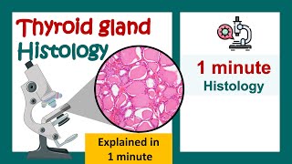 Thyroid gland histology in 1 minute | Histology in 1 minute series