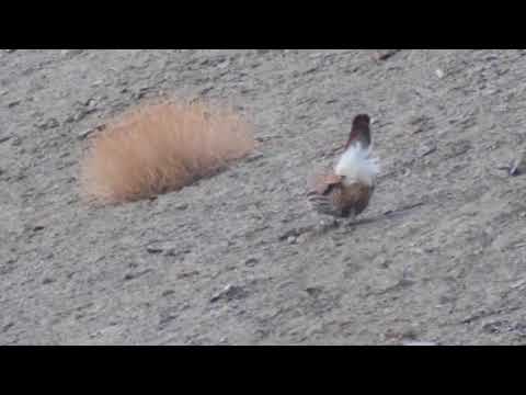 Himalayan Snowcock Tetraogallus himalayensis)