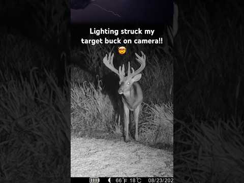 Lighting strikes my deer on camera!!😳🤯 #deer #lightning #wildlife