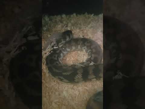 the devil snake shedding great please subscribe and like appreciated