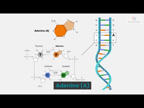 Adenine