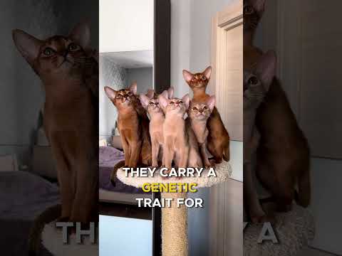 1 Cat Breed = 1 Fact (Vol. 3) #shorts #catshorts #catfacts #sphynx #hairlesscats #abyssinian