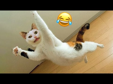 Funny Cats Videos😂|| try not to laugh