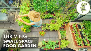 Growing TONS of FOOD in a Super Small Garden – Balcony Container Garden Tour