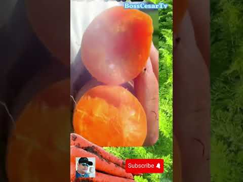 Satisfying harvesting carrot #farming #satisfying #farmtips #agriculture #shortvideos #shorts