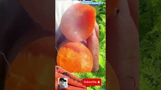 Satisfying harvesting carrot #farming #satisfying #farmtips #agriculture #shortvideos #shorts