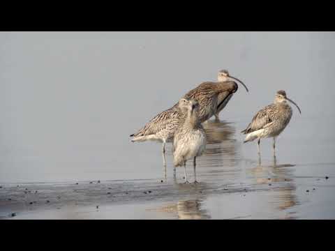 Far Eastern Curlew with Eurasian Curlew