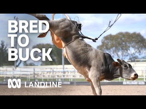 Bucking bull owners spend months training their bovines but few reach the rodeo arena | ABC Landline