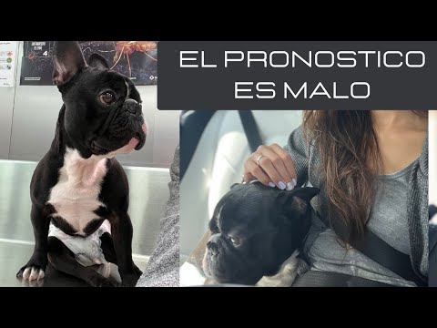 EL PRONOSTICO ES MALO - QUE LE PASA A NUESTRO BULLDOG FRANCES?