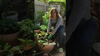 Grow Bag Potatoes #containergardening #growbags