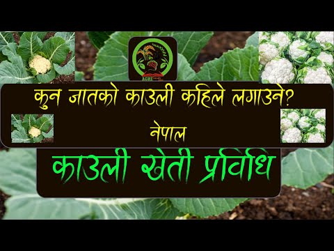 काउली खेति प्रविधि | कुन जातको काउली कहिले लगाउने? | नेपाल | Cauliflower cultivation | Nepal