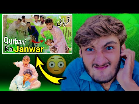 Teeth-breaking Laughter | Comedy 🤣 with Qurbani Animals