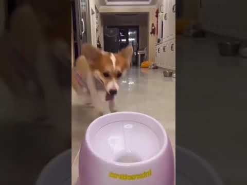 THE BEST INVENTION TO MAKE DOGS HAPPY..,. SUBSCRIBE FOR MORE VIDEOS#reels #trendingshort #dogslove