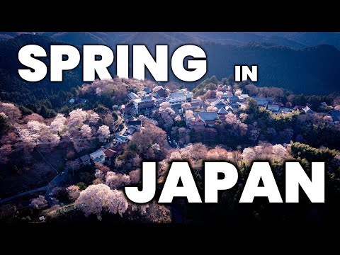 Japan's Sakura OBSESSION | Spring Cherry Blossom Season