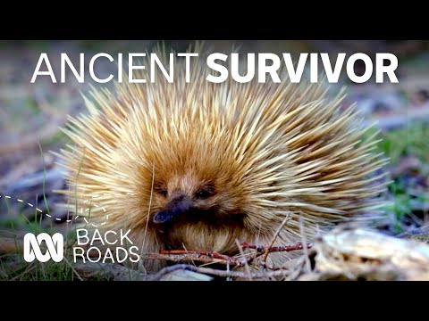 Can we learn about bush fire survival from echidnas, who roamed with dinosaurs? | Back Roads