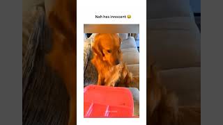 dogs being idiots part 195 #lovegoldens #funny #funnypets #pets #petvideos #cutegolden #funnyanimals