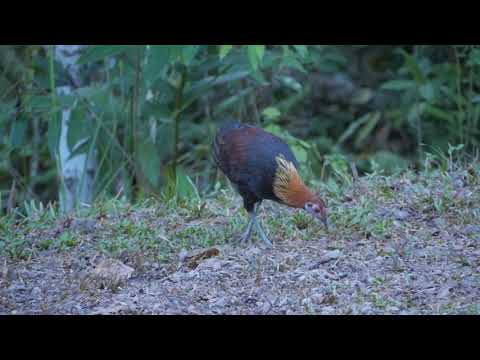 Red Junglefowl (Gallus gallus)