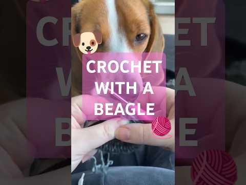 Crochet with a beagle - making scrunchies with the help of my puppy #diy #crochet #puppy