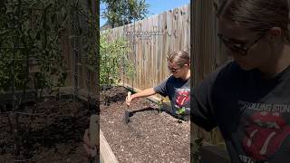 fall planting!🌱 #gardening #backyardgardening #garden #homegardening #homemaker #fallgarden #diy