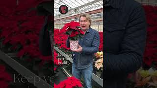 David Domoney: Poinsettia care tip  #christmas #christmasdecoration