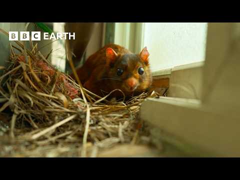 Sneaky 'Squirrel Rick' Escapes Filming | The Making of Asia | BBC Earth