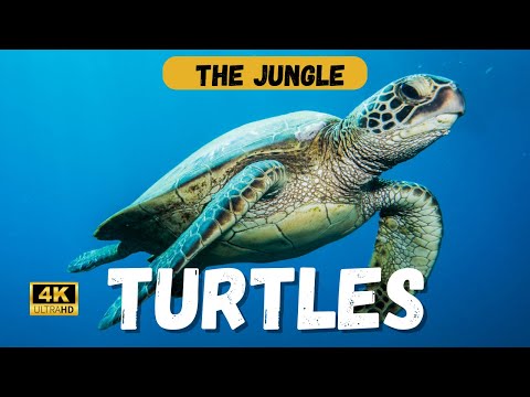 The History of Turtles: A Journey Through Time