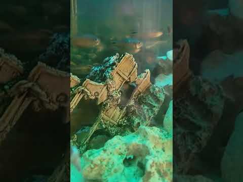 New fish added today for the wife please sub and like appreciated