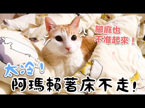 【黃阿瑪的後宮生活】太冷！阿瑪賴著床不走！