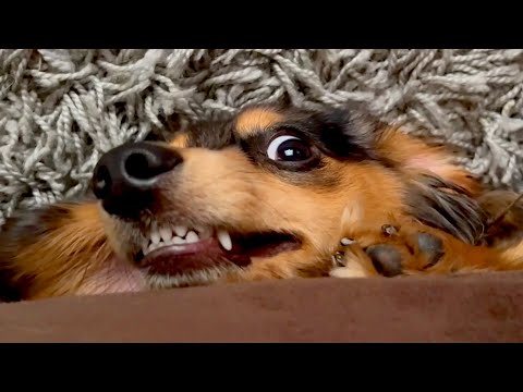 Funny Animal Compilation That Will Make You Smile!