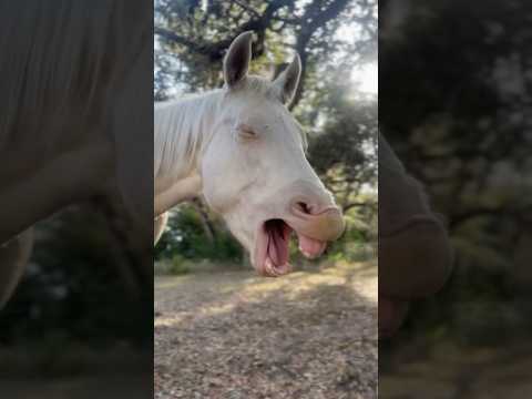 When our horse wants attention he pretends to be tired. #horsefan #horseenthusiast #horsey #farms