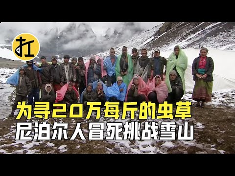 为寻找20万一斤的虫草，尼泊尔人冒死挑战喜马拉雅山