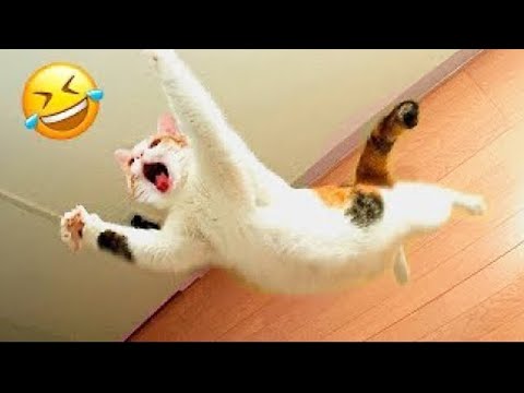 You Laugh You Lose 😅 Funniest Cats and Dogs 😹🐶 Part 25